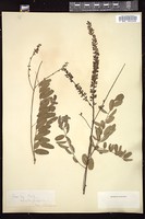 Thumbnail for <i>Amorpha fruticosa</i> <i></i> …