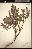 Thumbnail for <i>Salix argyrocarpa</i> <i></i> …