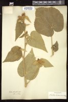 Thumbnail for <i>Abutilon holosericeum</i> <i></i> …