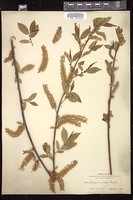 Thumbnail for <i>Salix cordata</i> <i></i> …