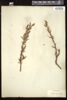 Thumbnail for <i>Salix cordata</i> <i></i> …