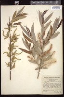 Thumbnail for <i>Salix caroliniana</i> <i></i> …