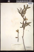 Thumbnail for <i>Salix longifolia</i> <i></i> …