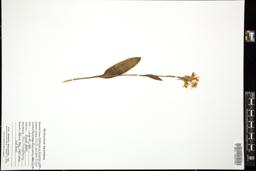 Thumbnail for <i>Platanthera blephariglottis</i> <i></i> …
