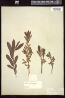 Thumbnail for <i>Salix pedicellaris</i> <i></i> …
