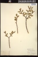 Thumbnail for <i>Salix </i> <i></i>