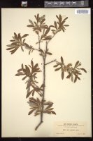 Thumbnail for <i>Salix occidentalis</i> <i></i> …