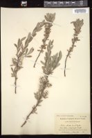 Thumbnail for <i>Salix stricta</i> <i></i> …
