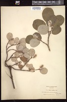 Thumbnail for <i>Salix vestita</i> <i></i> …