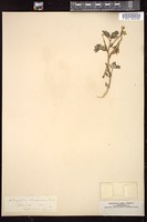 Thumbnail for <i>Astragalus aboriginum</i> <i></i> …