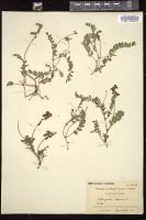 Thumbnail for <i>Astragalus alpinus</i> <i></i> …