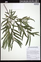 Thumbnail for <i>Comptonia peregrina</i> <i></i> …