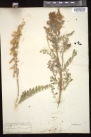 Thumbnail for <i>Astragalus drummondii</i> <i></i> …