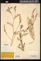 Thumbnail for <i>Astragalus gracilis</i> <i></i> …