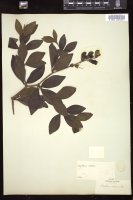 Thumbnail for <i>Baptisia villosa</i> <i></i> …