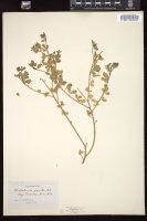 Thumbnail for <i>Crotalaria pumila</i> <i></i> …