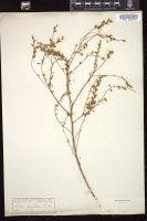 Thumbnail for <i>Dalea laxiflora</i> <i></i> …