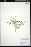 Thumbnail for <i>Cardamine flexuosa</i> <i></i> …