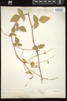 Thumbnail for <i>Desmodium ochroleucum</i> <i></i> …