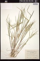 Thumbnail for <i>Panicum dichotomiflorum</i> <i></i> …