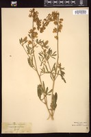 Thumbnail for <i>Lupinus albicaulis</i> <i></i> …