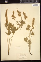 Thumbnail for <i>Lupinus leucophyllus</i> <i></i> …
