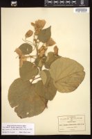 Thumbnail for <i>Abutilon bakerianum</i> <i></i> …