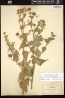 Thumbnail for <i>Abutilon simulans</i> <i></i> …