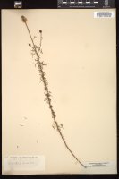 Thumbnail for <i>Petalostemon gracilis</i> <i></i> …