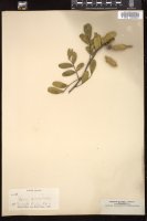 Thumbnail for <i>Sophora speciosa</i> <i></i> …