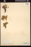 Thumbnail for <i>Trifolium andersonii</i> <i></i> …