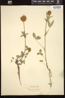 Thumbnail for <i>Trifolium arcuatum</i> <i></i> …