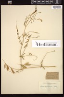 Thumbnail for <i>Vicia acutifolia</i> <i></i> …