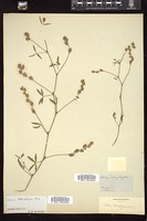 Thumbnail for <i>Zornia tetraphylla</i> <i></i> …
