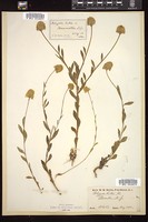 Thumbnail for <i>Polygala lutea</i> <i></i> …