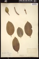 Thumbnail for <i>Ficus aurea</i> <i></i> …