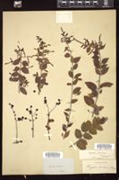Thumbnail for <i>Sageretia minutiflora</i> <i></i> …