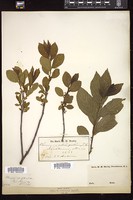 Thumbnail for <i>Rhamnus alnifolia</i> <i></i> …