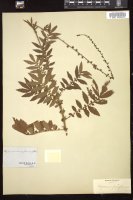 Thumbnail for <i>Agrimonia parviflora</i> <i></i> …