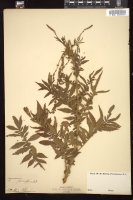 Thumbnail for <i>Agrimonia parviflora</i> <i></i> …