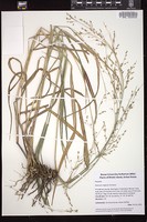 Thumbnail for <i>Panicum virgatum</i> <i></i> …