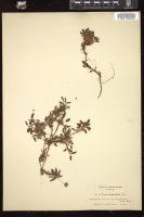 Thumbnail for <i>Dryas integrifolia</i> <i></i> …