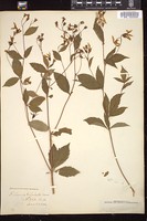 Thumbnail for <i>Gillenia trifoliata</i> <i></i> …