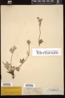 Thumbnail for <i>Potentilla gracilis</i> <i></i> …