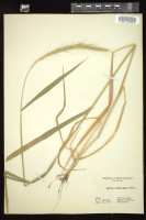 Thumbnail for <i>Elymus diversiglumis</i> <i></i> …