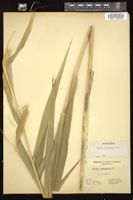 Thumbnail for <i>Elymus wiegandii</i> <i></i> …