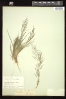 Thumbnail for <i>Eragrostis frankii</i> <i></i> …