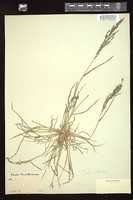 Thumbnail for <i>Eragrostis pectinacea</i> <i></i> …
