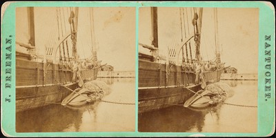 Thumbnail for J. Freeman, Nantucket