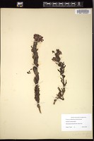 Thumbnail for <i>Pedicularis ctenophora</i> <i></i> …